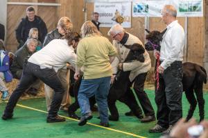 Die Show der Showrichterin Mary Jo Miller, Bardstown, Kentucky USA.