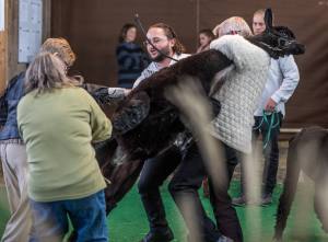 Die Show der Showrichterin Mary Jo Miller, Bardstown, Kentucky USA.