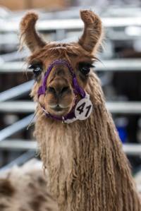 Elitezucht-Schau mit linear beschriebenen Alpakas und Lamas in der Markthalle Langnau im Emmental.