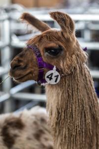 Elitezucht-Schau mit linear beschriebenen Alpakas und Lamas in der Markthalle Langnau im Emmental.