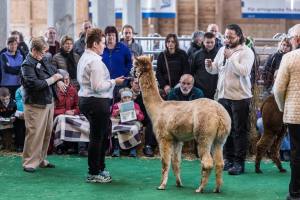 Die Show der Showrichterin Mary Jo Miller, Bardstown, Kentucky USA.