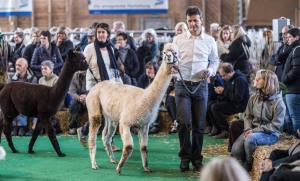 Elitezucht-Schau mit linear beschriebenen Alpakas in der Markthalle Langnau im Emmental.