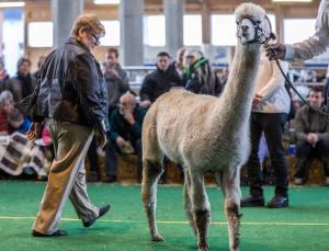 Die Show der Showrichterin Mary Jo Miller, Bardstown, Kentucky USA.