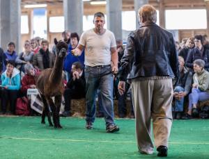 Die Show der Showrichterin Mary Jo Miller, Bardstown, Kentucky USA.
