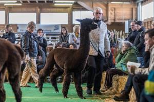 Die Show der Showrichterin Mary Jo Miller, Bardstown, Kentucky USA.