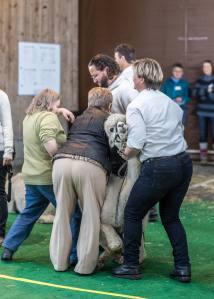 Die Show der Showrichterin Mary Jo Miller, Bardstown, Kentucky USA.