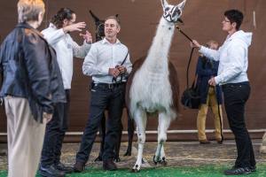 Stefan Oehen aus Lieli/LU mit seinem Siegerhengst Fazil.