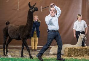 Leinentanz von Stefan Oehen aus Lieli/LU mit seinem Siegerhengst Fazil.