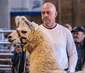 Wolly-Lama L.A. Little Crow mit Jörg Scheidegger, Lützelflüh