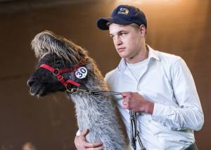 Dream-Team: Wolly-Lama Sangris vom Lama-Hof Zürcher Oberland