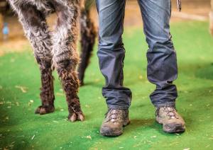 Dream-Team: Wolly-Lama Sangris vom Lama-Hof Zürcher Oberland