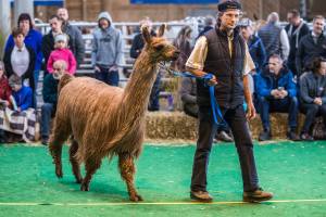 Wunderschönes Suri-Lama an der Elitezucht-Schau mit linear beschriebenen Alpakas und Lamas in der Markthalle Langnau im Emmental.