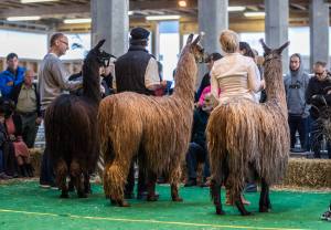 Wunderschöne Suri-Lamas an der Elitezucht-Schau mit linear beschriebenen Alpakas und Lamas in der Markthalle Langnau im Emmental.