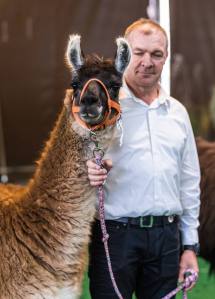 Classic Lama Nevada Naira mit Markus Hächler, Gossau