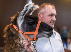 Bitte kraulen: Classic Lama Nevada Naira mit Markus Hächler, Gossau