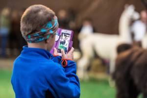 Elitezucht-Schau mit linear beschriebenen Alpakas und Lamas in der Markthalle Langnau im Emmental.