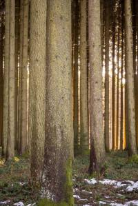 Sulzer Wald