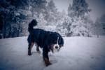 Balou geniesst die winterliche Idylle im tiefverschneiten und saukalten (-9Grad) Schwendi-Kaltbad Glaubenberg/OW.