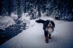Balou unterwegs im tiefverschneiten und saukalten (-9Grad) Schwendi-Kaltbad Glaubenberg/OW.