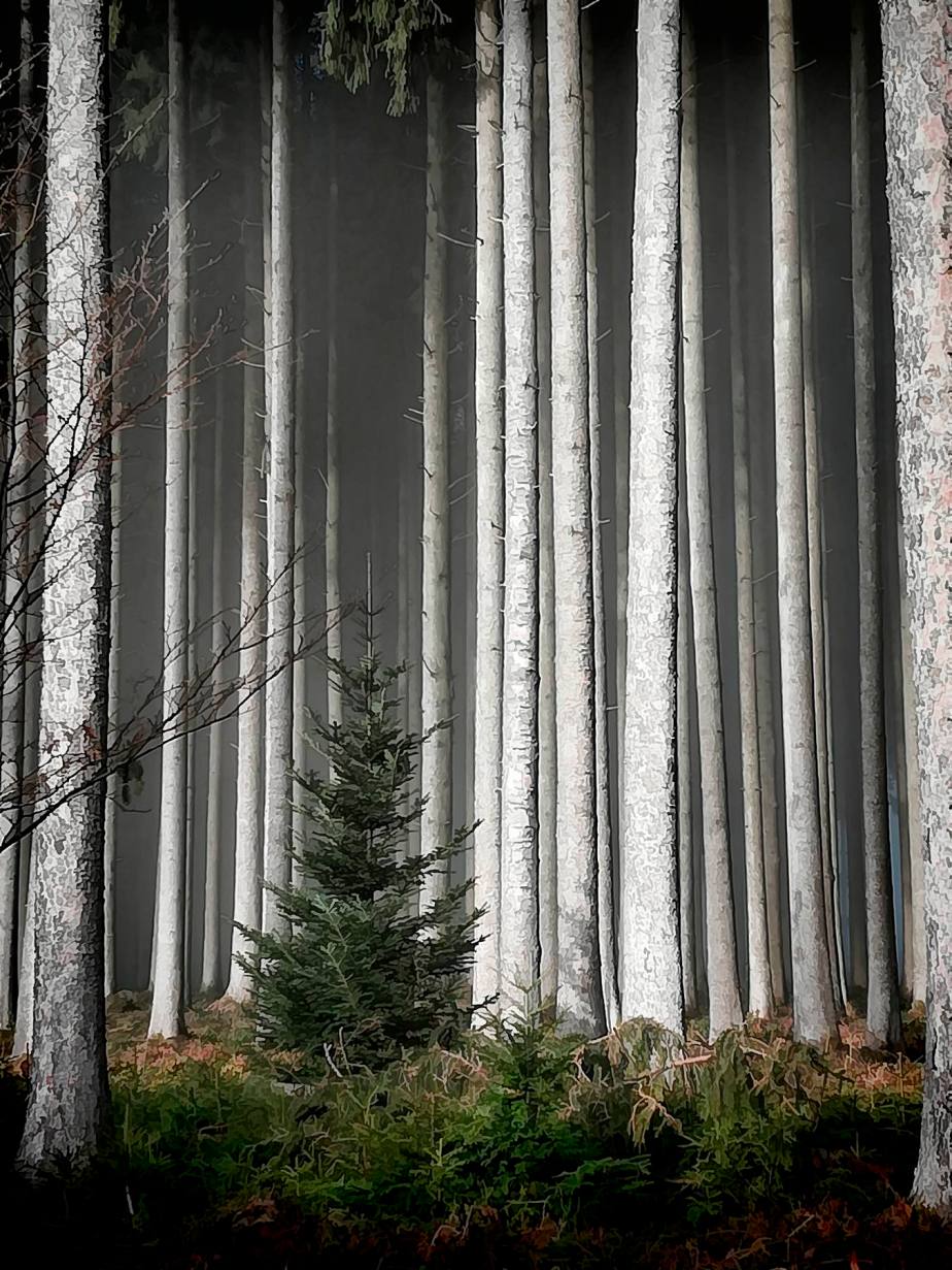 Sulzerwald-02_1800px