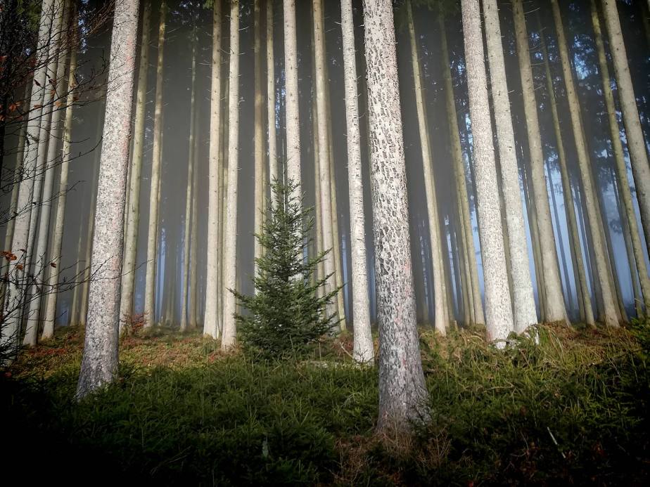 Sulzerwald – Zauberwald!