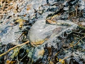 Eiskreationen am Baldeggersee (Smartphonephoto by Esther Studhalter)