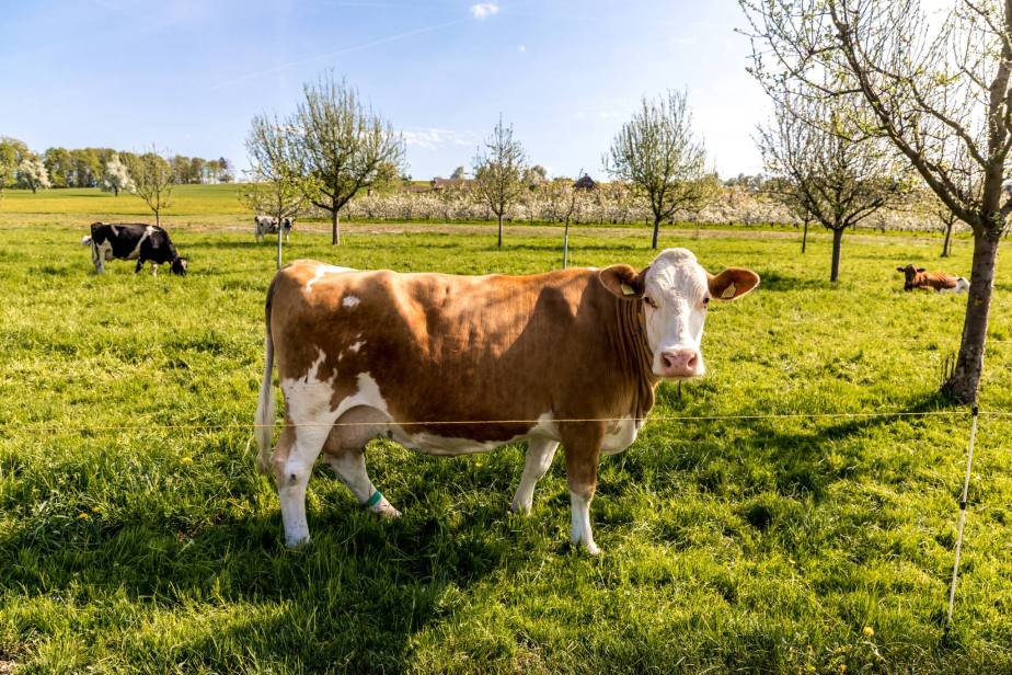 Frühling in und um&nbsp;Sulz/LU